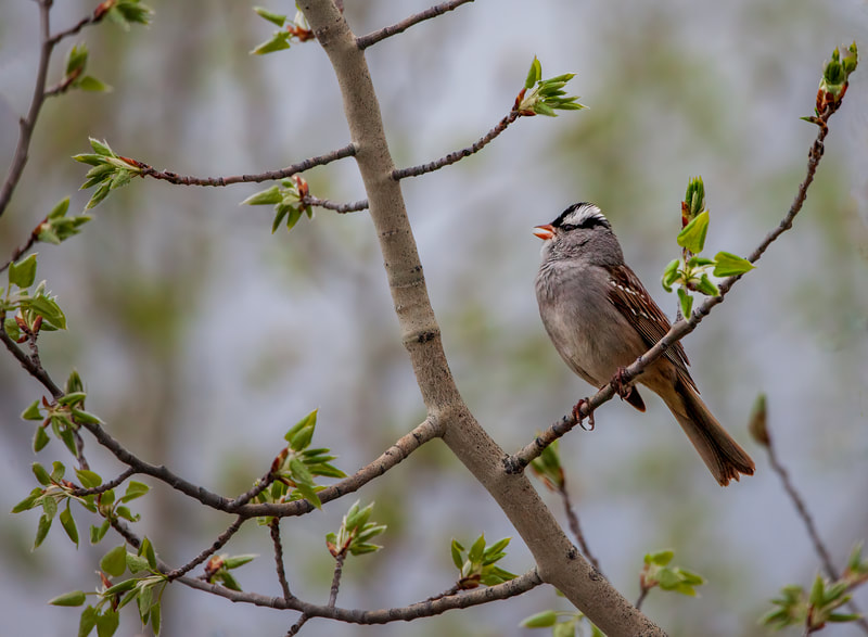 <img src="sparrow.jpg" alt="a white crowned sparrow sings gleefully in a tree>  height="300" width="300"